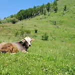 Domacinstvo Koprivica Βίλα