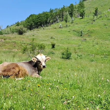 Domacinstvo Koprivica Villa